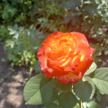 Отзыв о Интернет-магазина Гарденмарт: Шикарные розы
