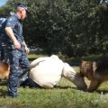 Отзыв о Богард - дрессировка собак в Набережных челнах: Частная служба дрессировки собак "Богард"