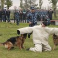 Отзыв о Богард - дрессировка собак в Набережных челнах: Частная служба дрессировки собак "Богард"