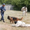 Отзыв о Богард - дрессировка собак в Набережных челнах: Частная служба дрессировки собак "Богард"