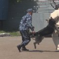 Отзыв о Богард - дрессировка собак в Набережных челнах: Частная служба дрессировки собак "Богард"